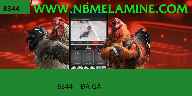 Đá Gà Trực Tiếp - Trải nghiệm tuyệt vời