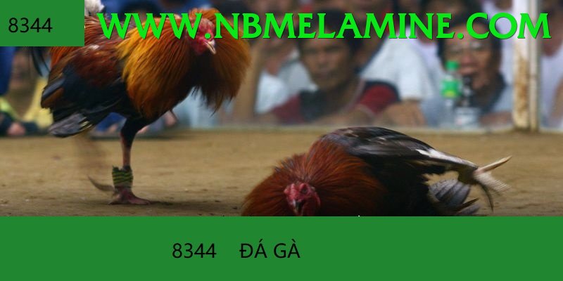 Đá Gà Trực Tiếp - Ưu đãi đặc biệt